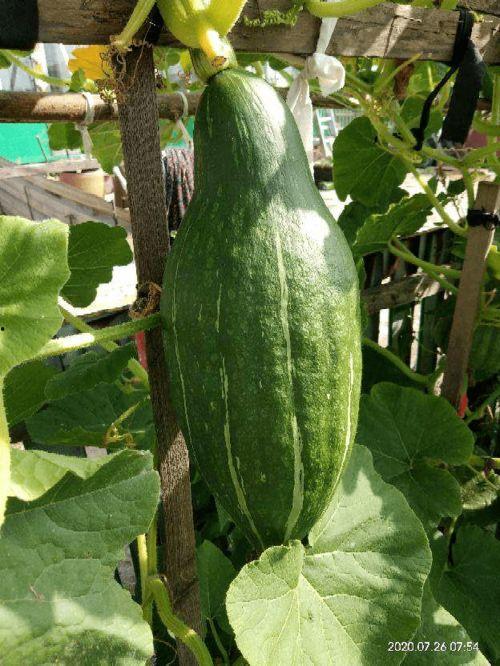 三神吃瓜,揭秘神话世界中的八卦风云