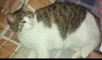 猫咪头条吃瓜,揭秘宠物界的吃瓜风云