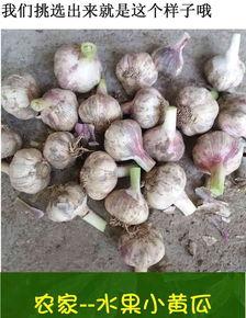 山东旱瓜怎么吃,解锁美味新体验