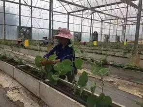 广西柳州营销吃瓜,吃瓜文化引领潮流