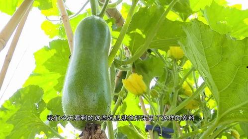 全集吃瓜,吃瓜群众视角下的娱乐圈风云录