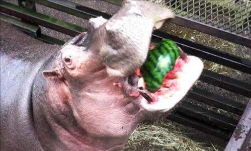 吃河马瓜的意思,探寻神秘食文化的奇妙之旅