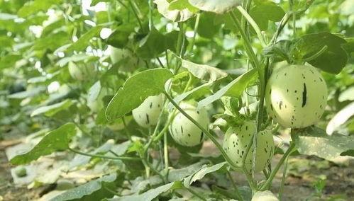 来瓜州必吃,来瓜州必尝的特色美食大盘点