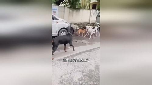 黑狗吃瓜图片,夏日悠闲时光