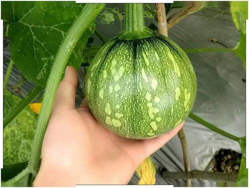 51吃瓜fun吃瓜网江苏师范大学