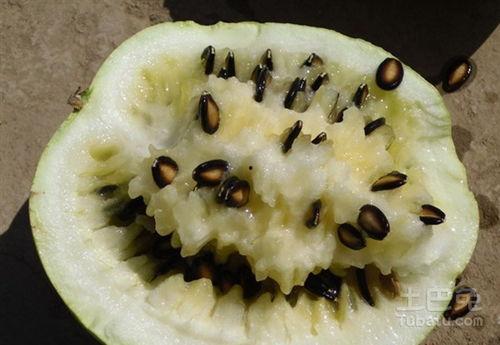 籽瓜渚着吃,探寻美食之源,品味独特风味