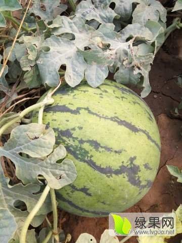 河北隆尧吃瓜事件,一场网络热议背后的真相与反思