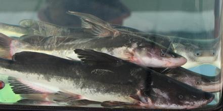 内鱼吃瓜,揭秘娱乐圈背后的那些事儿