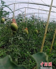 内蒙吃瓜事件,一场引发社会关注的网络风波